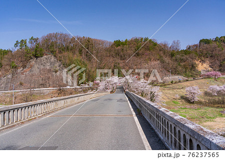 (長野県)天竜川に架かる坂戸橋、満開の桜 (長野県)天竜川に架かる坂戸橋、満開の桜 76237565