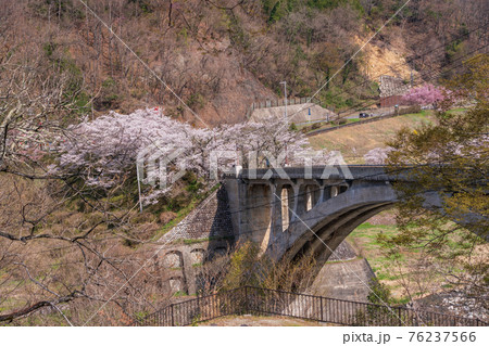 (長野県)天竜川に架かる坂戸橋、満開の桜 (長野県)天竜川に架かる坂戸橋、満開の桜 76237566