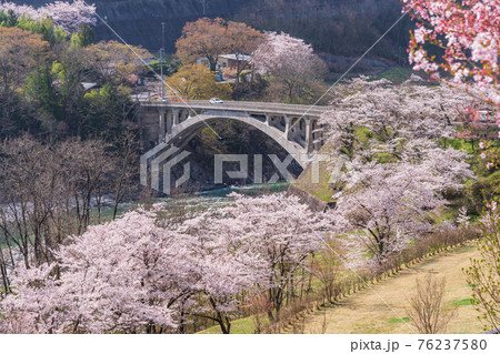 （長野県）天竜川に架かる坂戸橋、満開の桜 76237580