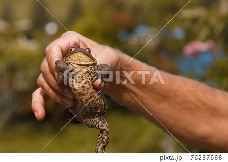 a man holds a toad in his hands. Studying the structure of a frog a man holds a toad in his hands. Studying the structure of a frog 76237668