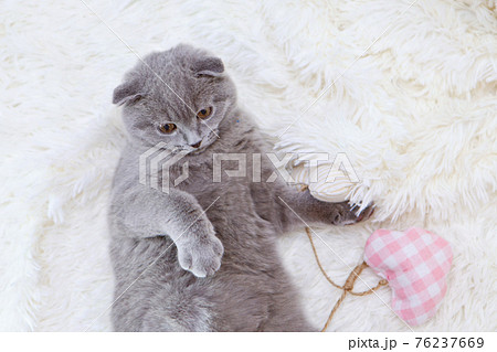 a lop-eared Scottish cat lying. An animal on a green background. fun for pets 76237669