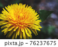 タンポポ 76237675