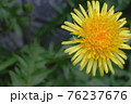 タンポポ 76237676