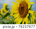 ひまわりとハチ 76237677