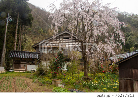 津幡町の桜 津幡町の桜 76237813