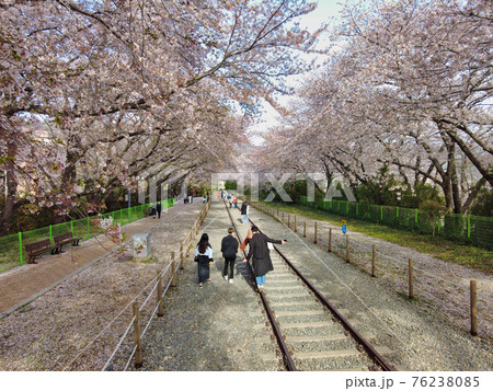 Cherry blossom blooming in gyeonghwa train station in jinhae, Changwon, Gyeongnam, South Korea, Asia Cherry blossom blooming in gyeonghwa train station in jinhae, Changwon, Gyeongnam, South Korea, Asia 76238085