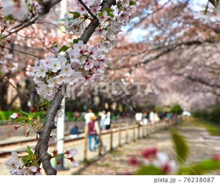 Cherry blossom blooming in gyeonghwa train station in jinhae, Changwon, Gyeongnam, South Korea, Asia Cherry blossom blooming in gyeonghwa train station in jinhae, Changwon, Gyeongnam, South Korea, Asia 76238087