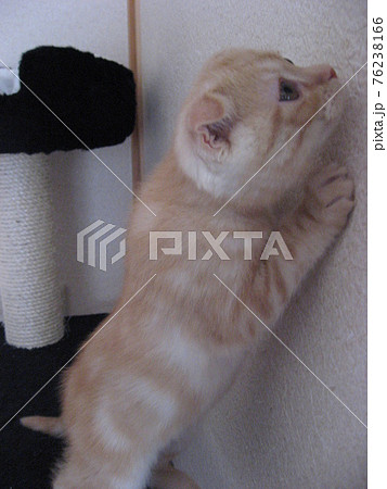 覗き込む子猫 覗き込む子猫 76238166