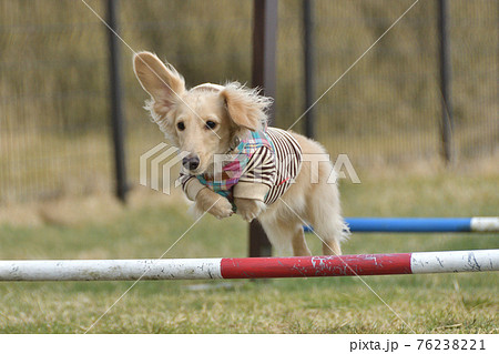 アジリティーをする犬 76238221