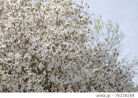満開のコブシの花（4月） 76238288