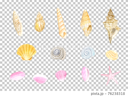 貝殻セット 水彩イラスト 貝殻セット 水彩イラスト 76238318