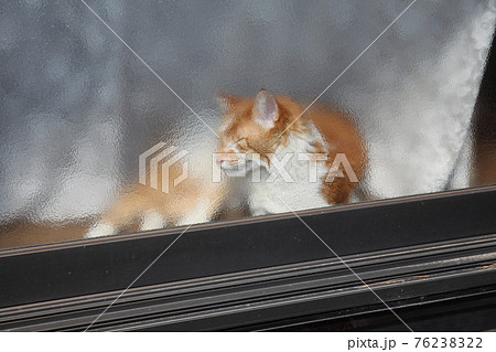 老猫の日向ぼっこ 76238322