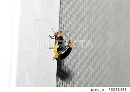 クロウリハムシの交尾 クロウリハムシの交尾 76238438