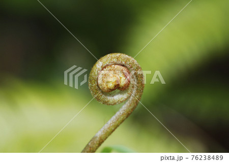 コシダの新芽 コシダの新芽 76238489
