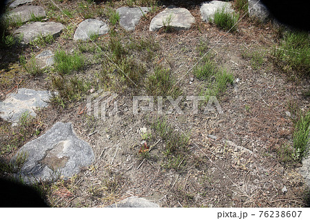 庭に散布した除草剤の効き目 76238607