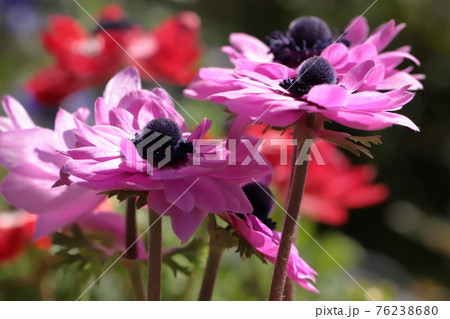 春の花アネモネクローズアップ 春の花アネモネクローズアップ 76238680