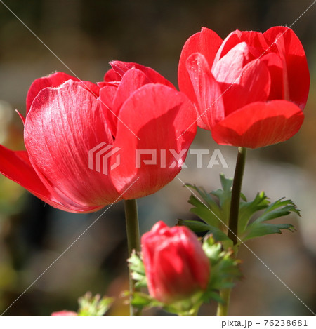 春の花アネモネクローズアップ 76238681