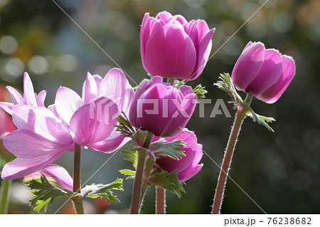 春の花アネモネクローズアップ 春の花アネモネクローズアップ 76238682