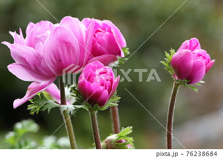 春の花アネモネクローズアップ 76238684