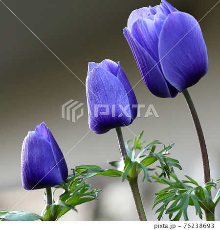 春の花アネモネクローズアップ 76238693