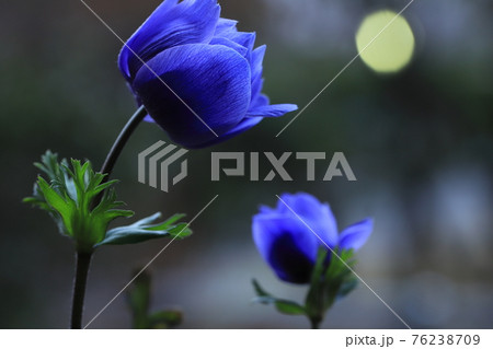 春の花アネモネクローズアップ 76238709