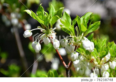 ドウダンツツジ 76238748