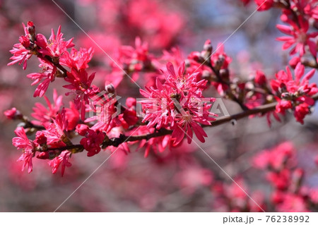 常盤万作の花の写真素材