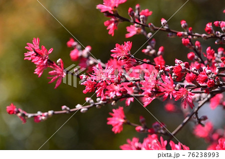 常盤万作の花の写真素材