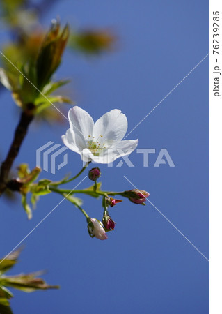 桜 山桜(やまざくら) 76239286