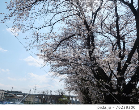 新百合ヶ丘風景 76239300