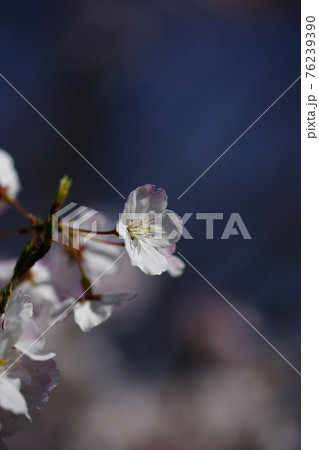桜 小松乙女 (こまつおとめ) 76239390