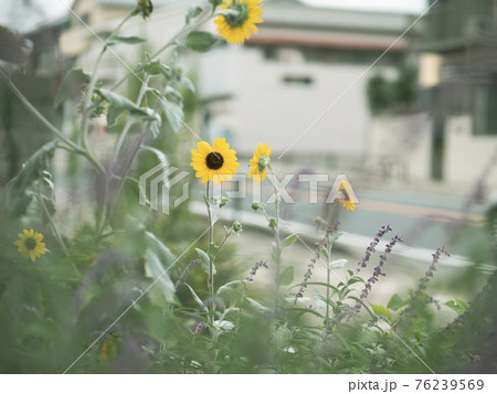 道ばたに咲いていた小さなひまわり 道ばたに咲いていた小さなひまわり 76239569