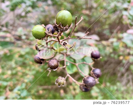 サルスベリの花の後にできた実(種）The crape myrtle 76239577