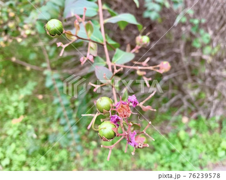 サルスベリの花の後にできた実(種)The crape myrtle サルスベリの花の後にできた実(種)The crape myrtle 76239578