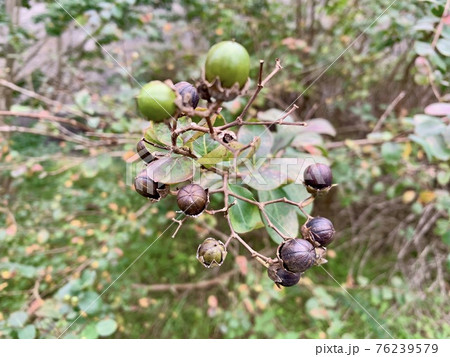 サルスベリの花の後にできた実(種)The crape myrtle サルスベリの花の後にできた実(種)The crape myrtle 76239579