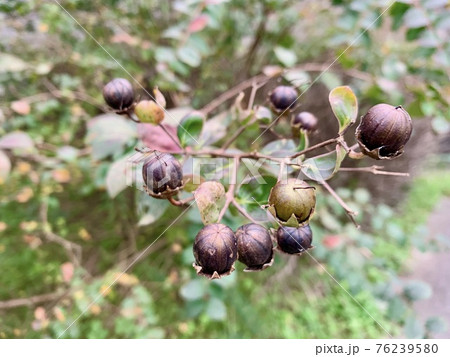 サルスベリの花の後にできた実(種）The crape myrtle 76239580