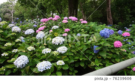 あじさい・紫陽花が咲く公園・梅雨時期の雨の日に撮影した紫陽花の群生・日本の6月の梅雨時期イメージ あじさい・紫陽花が咲く公園・梅雨時期の雨の日に撮影した紫陽花の群生・日本の6月の梅雨時期イメージ 76239606