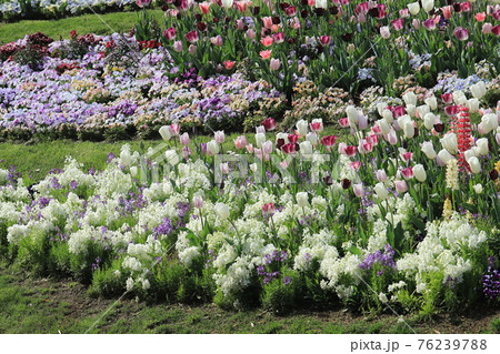 春らんまんの花壇 春らんまんの花壇 76239788