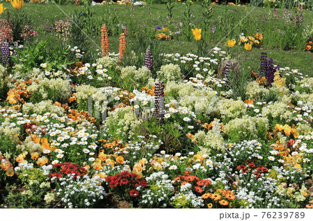 春らんまんの花壇 春らんまんの花壇 76239789
