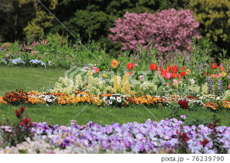 春らんまんの花壇 76239790
