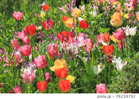 春らんまんの花壇 春らんまんの花壇 76239791