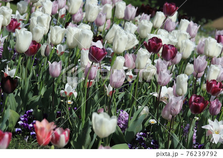 春らんまんの花壇 春らんまんの花壇 76239792