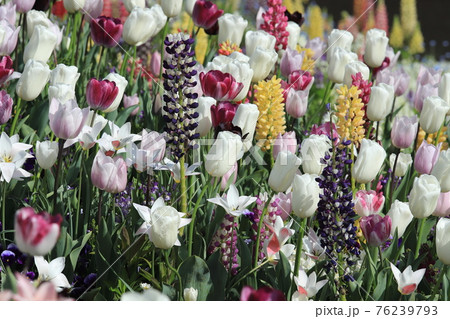 春らんまんの花壇 春らんまんの花壇 76239793