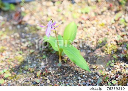 カタクリの花 76239810