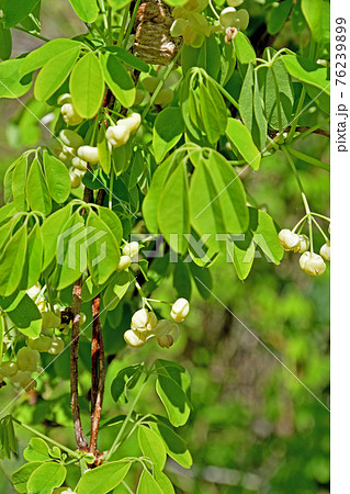 樹木：ミツバアケビ　アケビ科 76239899