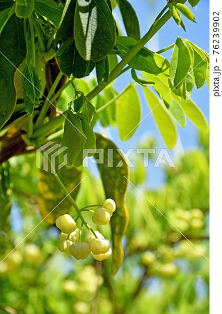 樹木 ミツバアケビ アケビ科の写真素材
