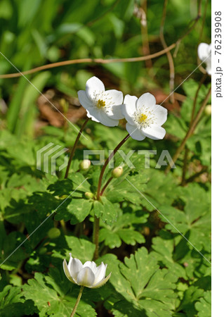 植物：ニリンソウ　キンポウゲ科 76239908