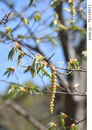 樹木:イヌシデ カバノキ科 樹木:イヌシデ カバノキ科 76239921