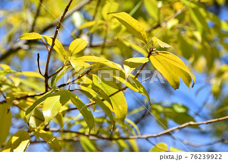 樹木：シラカシ　ブナ科 76239922
