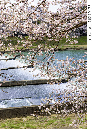 一目千本桜 宮城県 大河原町 一目千本桜 宮城県 大河原町 76240173